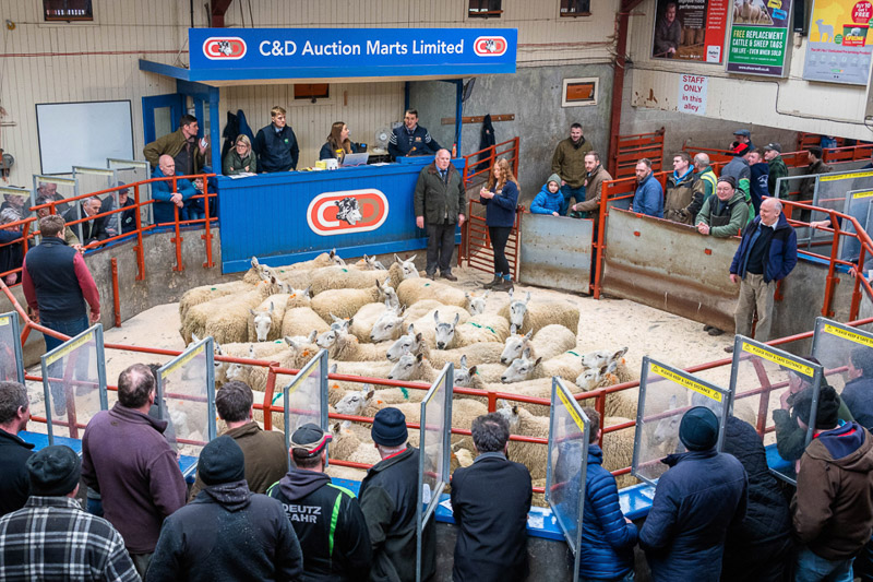 Border Ewe Sale